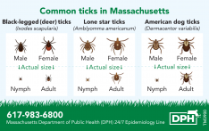 Tick Identification Card  - English