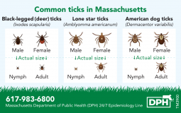 Tick Identification Card  - English