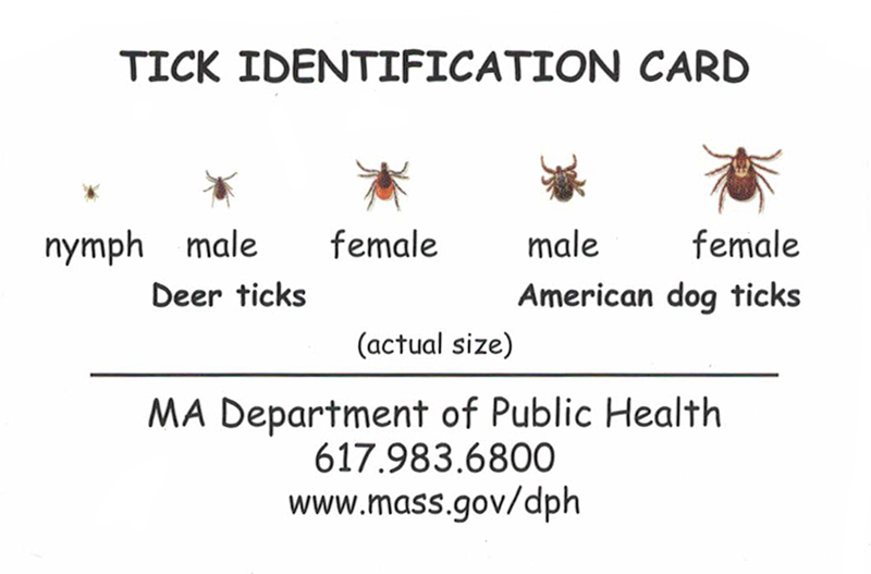 tick identification texad