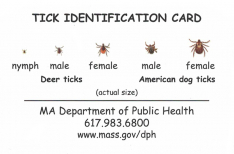 Tick Identification Card  - English